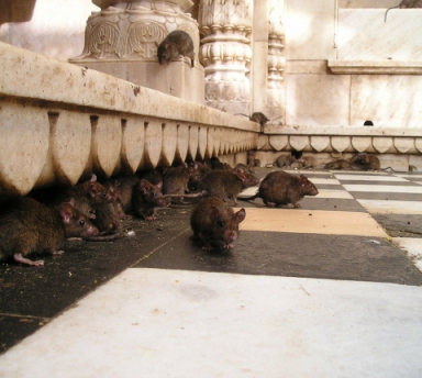 Photo Chauffeur Privé : Rajasthan et Taj Mahal des Mille et Une Nuits