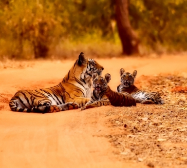 Photo Tigres et Palais du Rajasthan avec Voiture et Chauffeur privé