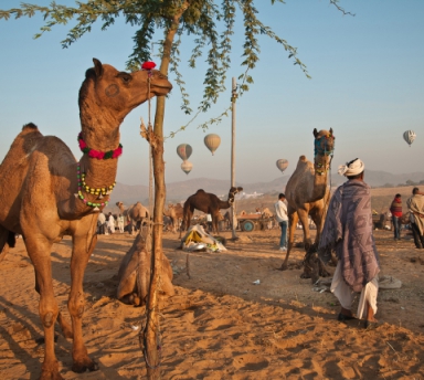 Photo La Foire Aux Chameaux de Pushkar, Circuit Organisé avec Chauffeur