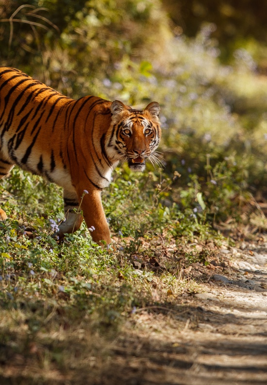 Photo Tigres et<br />Rajasthan